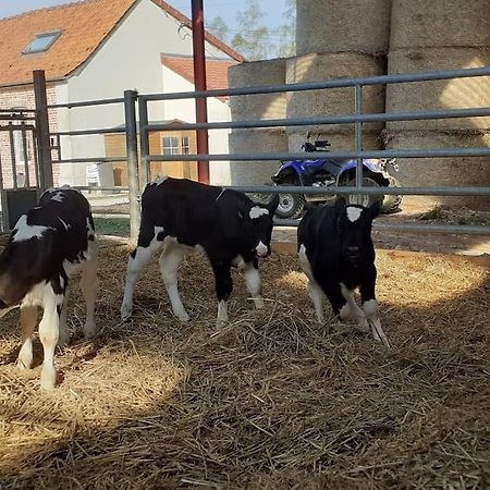 Villa Gite A La Ferme Le Vivier à Lottinghen Extérieur photo