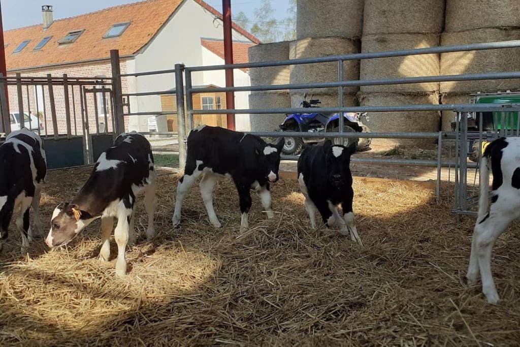 Villa Gite A La Ferme Le Vivier à Lottinghen Extérieur photo